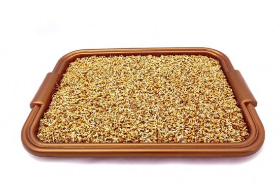 Le blé germé est une révolution dans le monde de l'alimentation...ses nombreux bienfaits et les secrets de sa germination