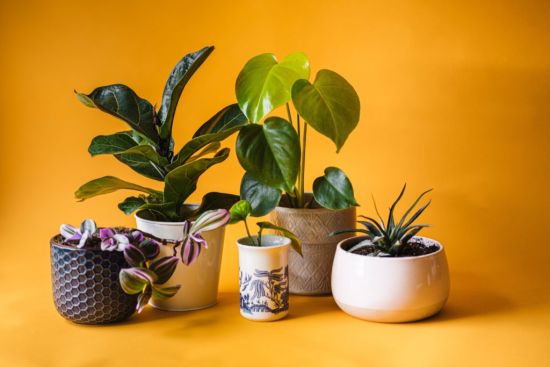 Les plantes d'intérieur sont-elles bonnes pour votre santé mentale ?