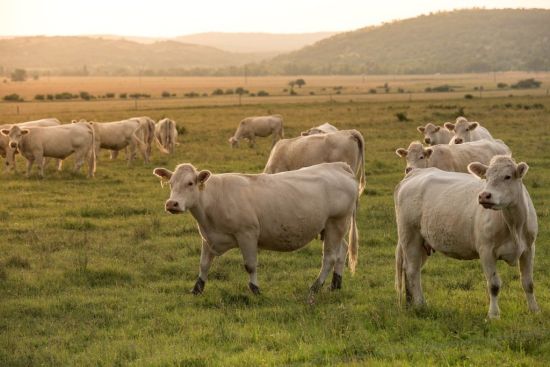 L'utilisation des hormones dans la production animale : Dernières recherches et nouvelles décisions prises