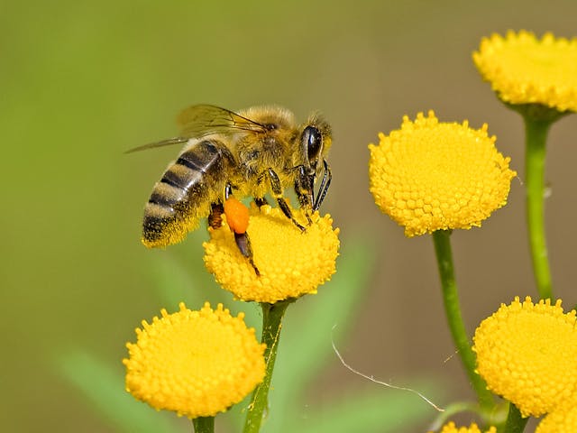 Pour une meilleure nutrition des abeilles: semez à proximité des ruchers des plantes mellifères