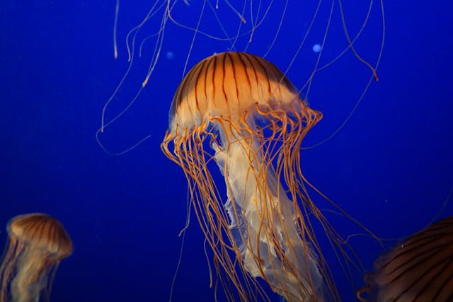 La protéine de méduse (apoaequorine) : quels sont ses avantages ?